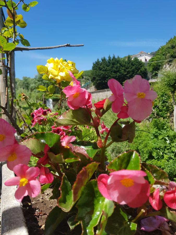Casa Nonna Anna Villa Maiori Dış mekan fotoğraf